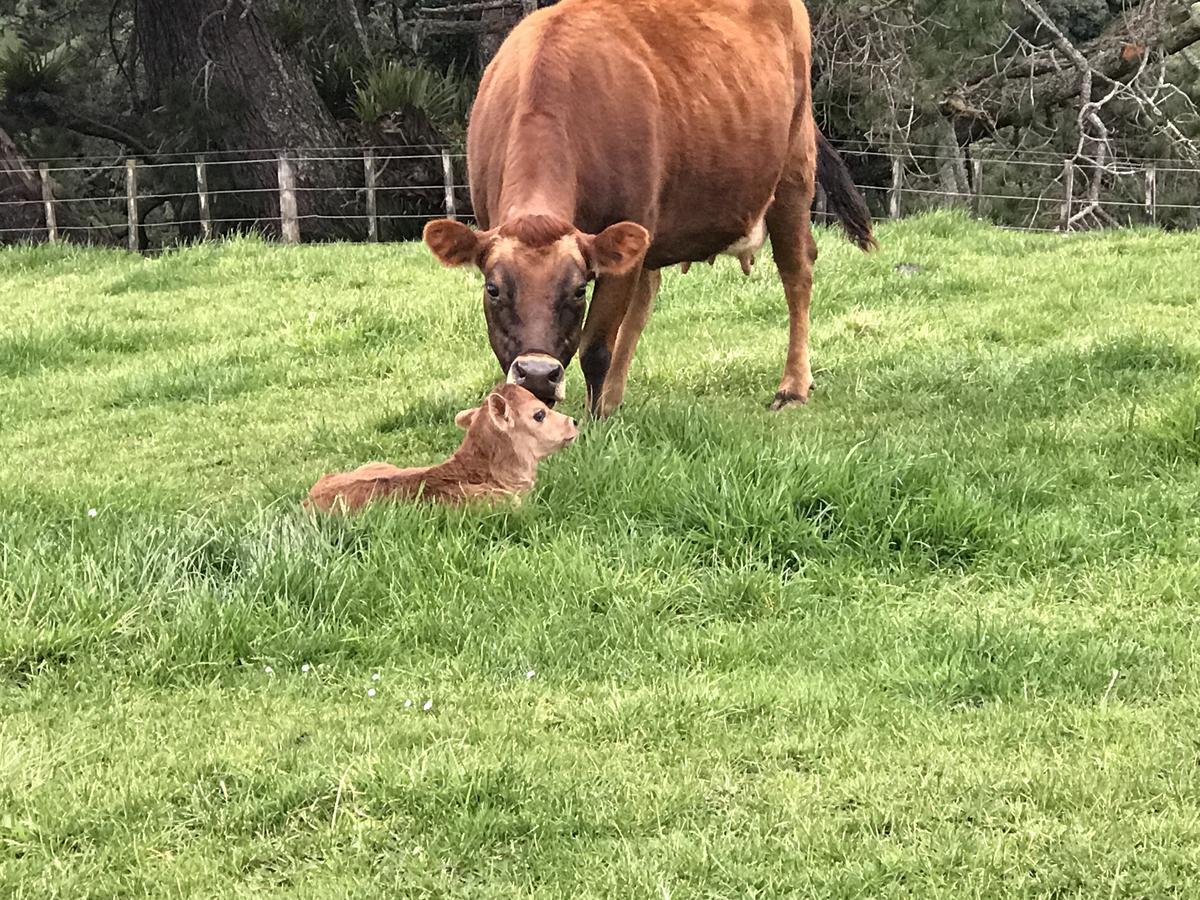 Pukeko Lodge Bnb New Plymouth Eksteriør billede