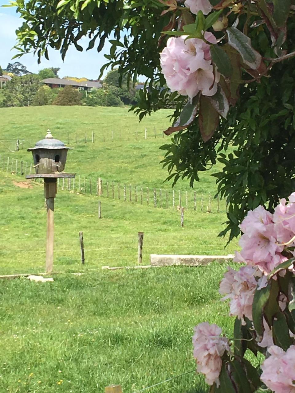Pukeko Lodge Bnb New Plymouth Eksteriør billede